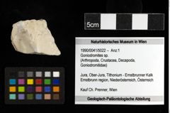 Foto (Objekt + Etiketten) von Goniodromites sp. 